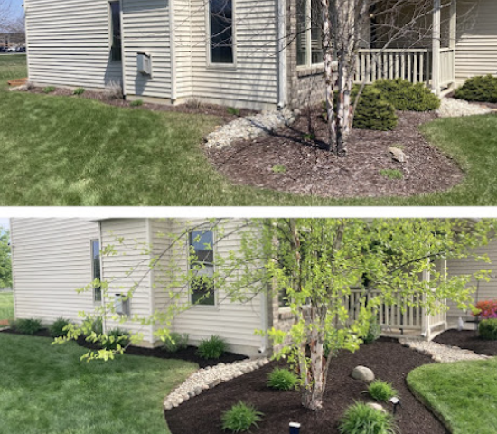 Before and after landscape bed cleanup and mulching by Fine Line Lawn Care